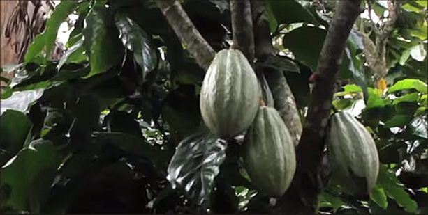 Brick by Brick: Nicaragua Coffee Farm